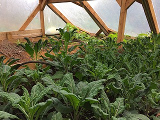 Thriving winter veg in the green house