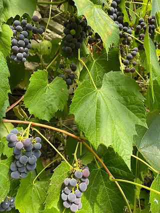 Dunowen House Grapes