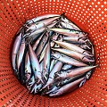 Freshly caught mackerel