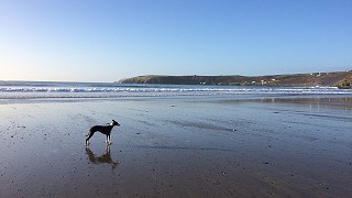 Dog on the beach